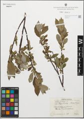 Foto von Salix glauca subsp. stipulifera (Flod. ex Häyrén) Hiitonen